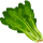 Spinach
