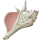 Conch